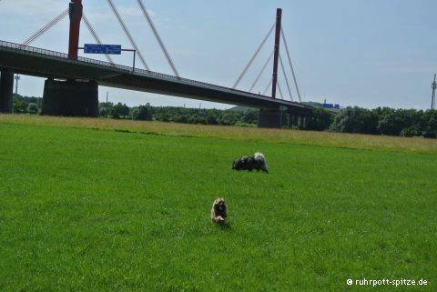 Pfingsssonntag am Rhein
